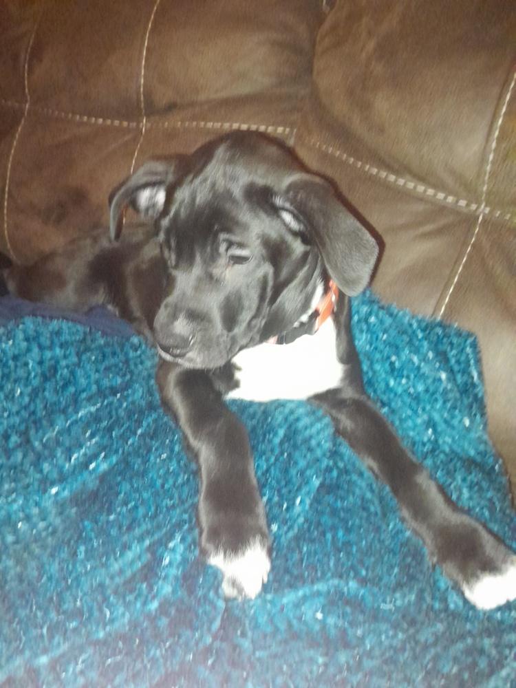 Enlarge Hoffa, a Adoptable mixed breed in Lincoln Park, MI image 4/6