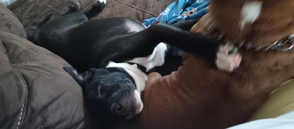 Enlarge Hoffa, a Adoptable mixed breed in Lincoln Park, MI image 5/6