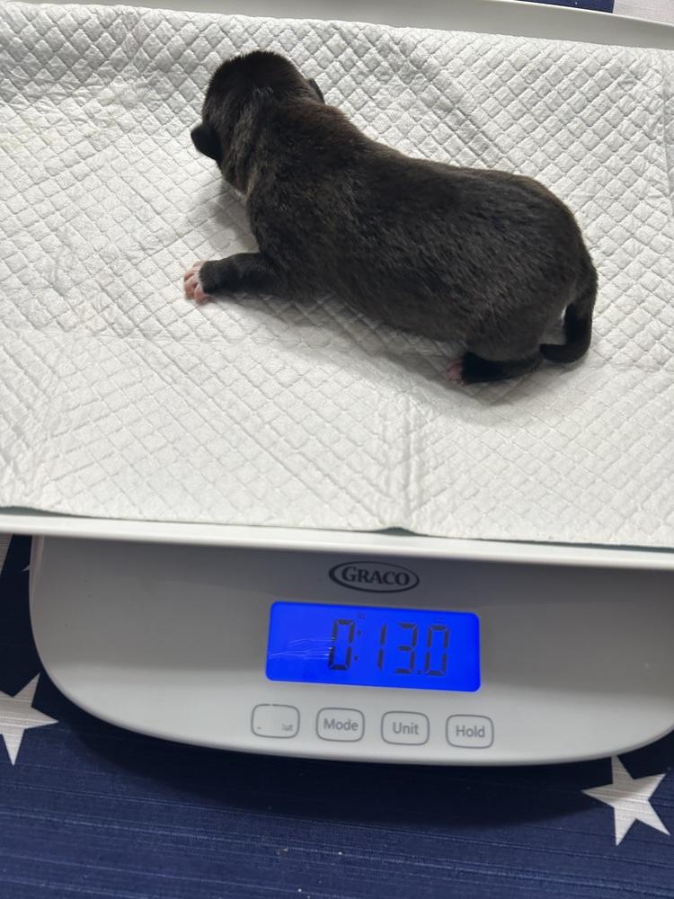 Enlarge Hoffa, a Adoptable mixed breed in Lincoln Park, MI image 6/6