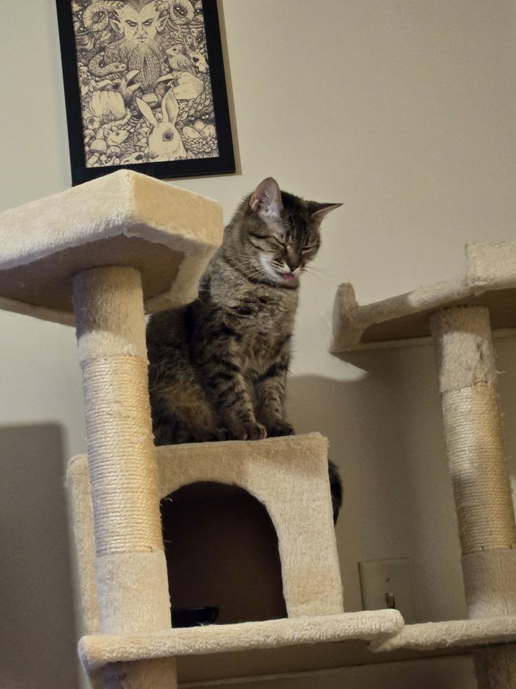Speedy, a Adoptable Domestic Short Hair in Anoka, MN image 1/6