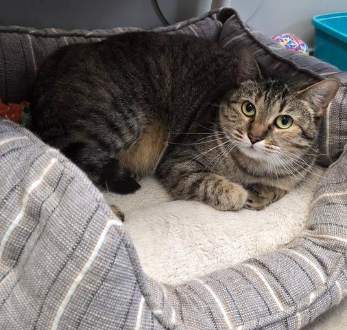 Speedy, a Adoptable Domestic Short Hair in Anoka, MN image 2/6