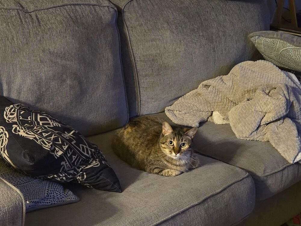 Speedy, a Adoptable Domestic Short Hair in Anoka, MN image 3/6