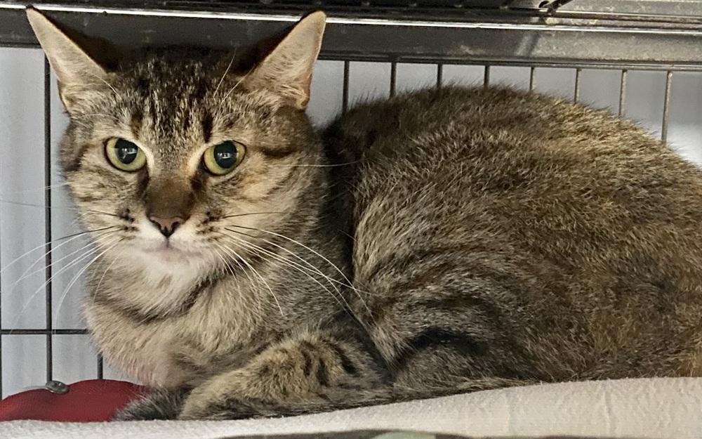 Speedy, a Adoptable Domestic Short Hair in Anoka, MN image 4/6