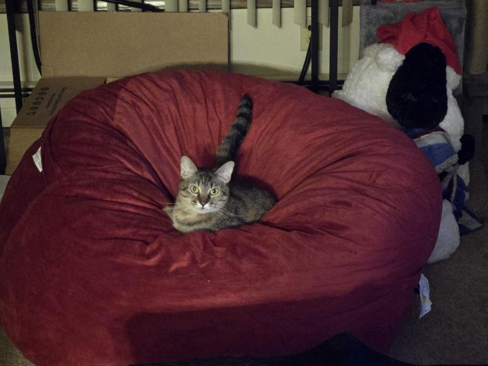 Speedy, a Adoptable Domestic Short Hair in Anoka, MN image 5/6