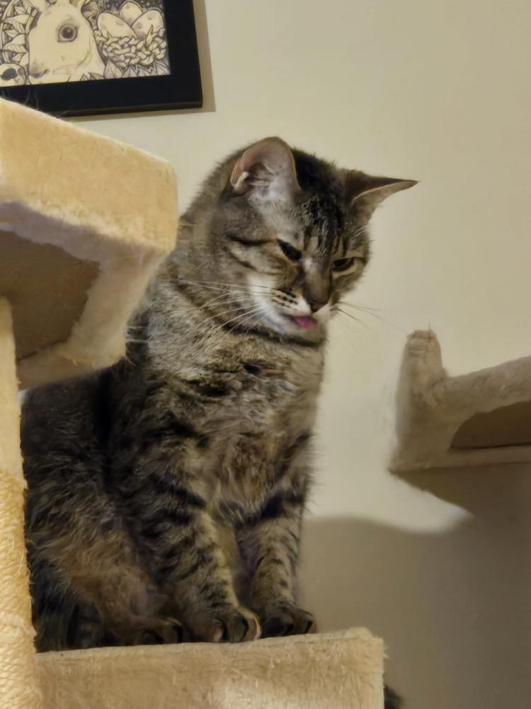 Speedy, a Adoptable Domestic Short Hair in Anoka, MN image 6/6