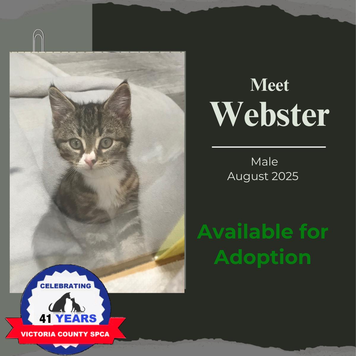 Webster, an adoptable Domestic Short Hair in Arthurette, NB, E7H 4C2 | Photo Image 1