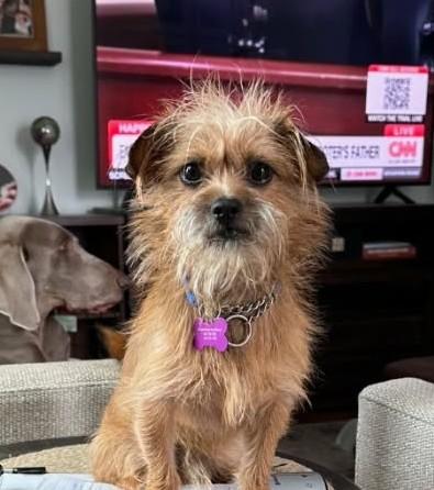 Levi, adoptable, Young Male Yorkshire Terrier & Mixed Breed.