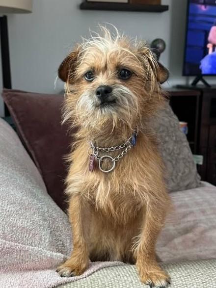 Enlarge Levi, an adoptable mixed breed in Ellicott City, MD image 3/6