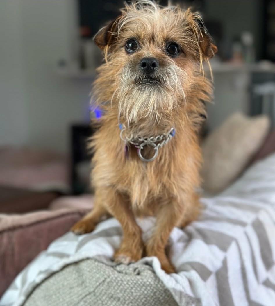 Enlarge Levi, an adoptable mixed breed in Ellicott City, MD image 5/6