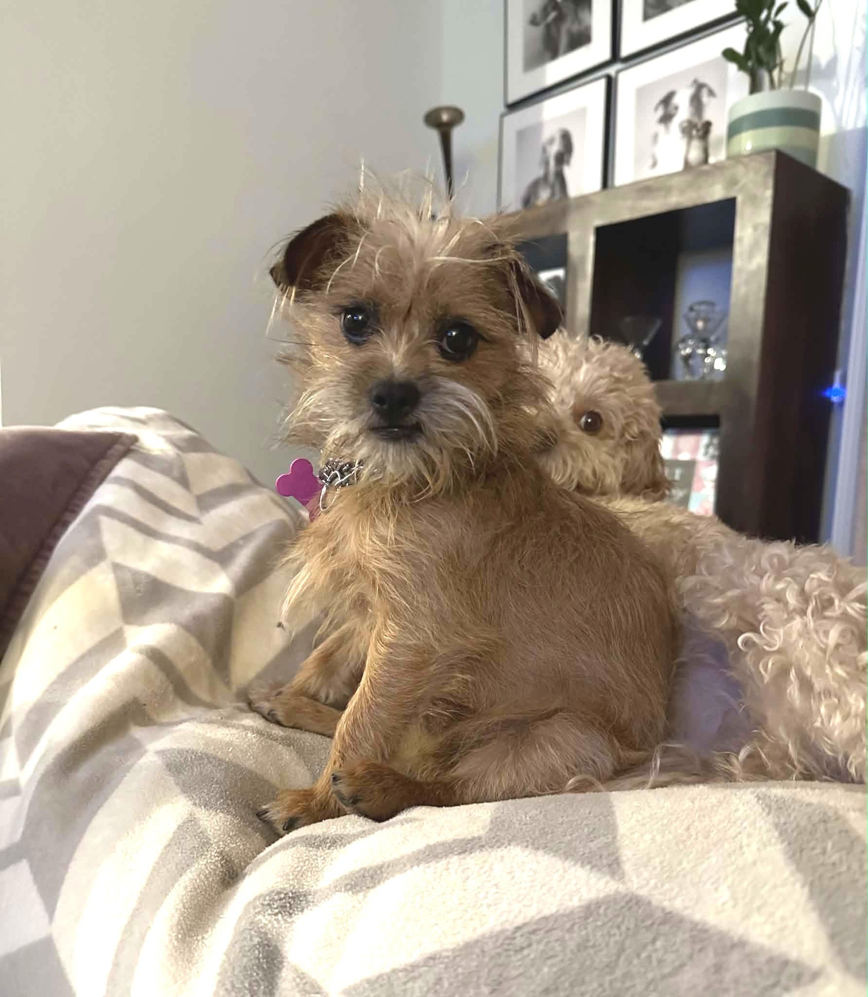 Enlarge Levi, an adoptable mixed breed in Ellicott City, MD image 2/6