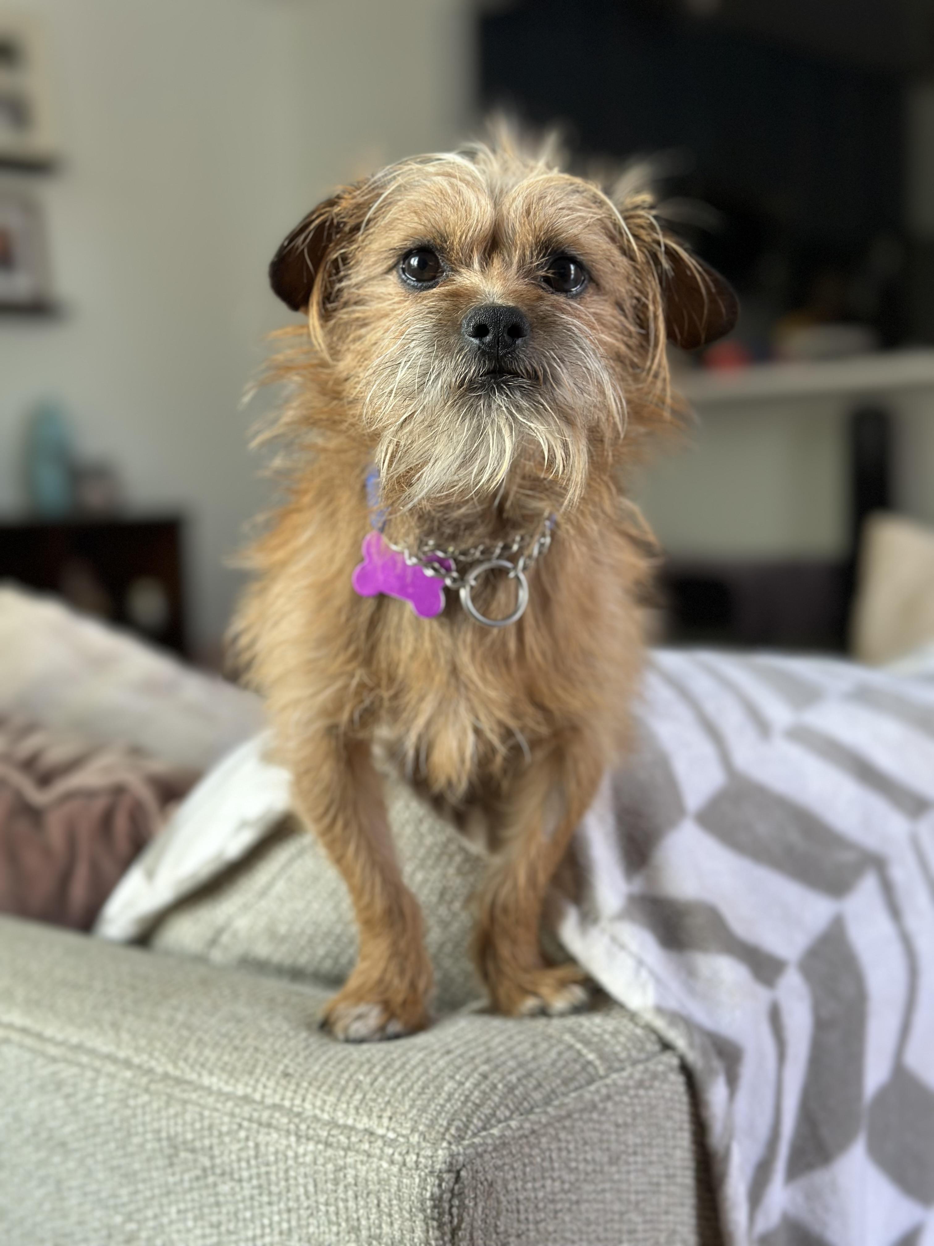 Enlarge Levi, an adoptable mixed breed in Ellicott City, MD image 6/6