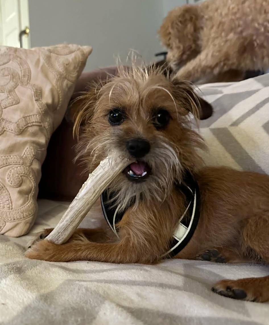 Enlarge Levi, an adoptable mixed breed in Ellicott City, MD image 4/6