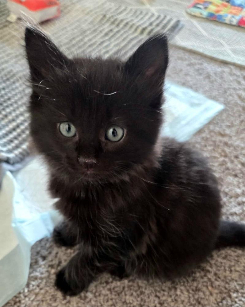 Bora Bora, Adoptable, Kitten Female Domestic Short Hair.