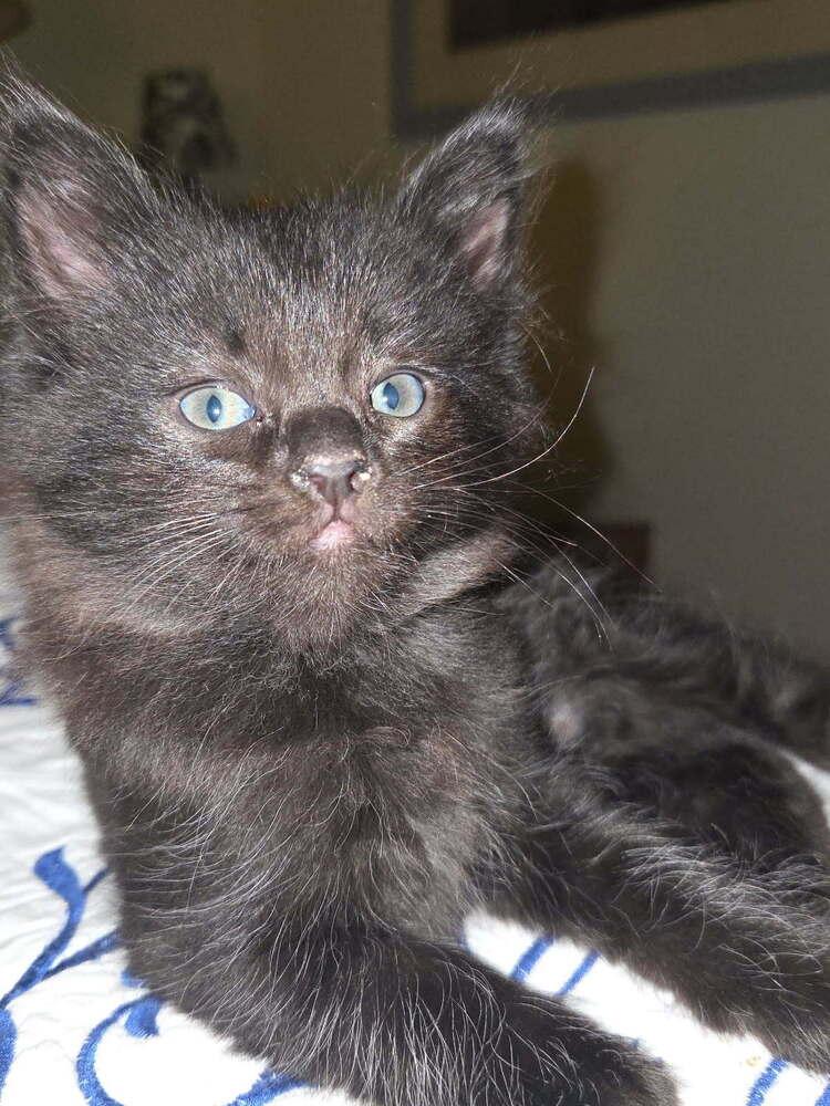 Enlarge Bora Bora, a Adoptable Domestic Short Hair in Green Valley, AZ image 2/3
