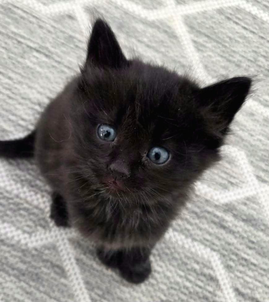 Enlarge Bora Bora, a Adoptable Domestic Short Hair in Green Valley, AZ image 3/3