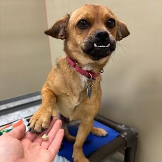 Enlarge Bufanda, a Adoptable mixed breed in Westminster, CO image 1/6