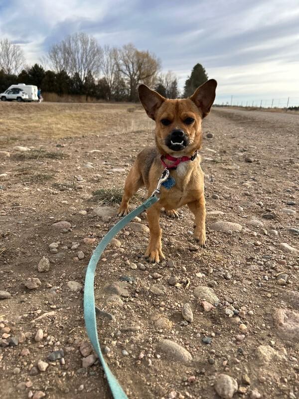Enlarge Bufanda, a Adoptable mixed breed in Westminster, CO image 4/6