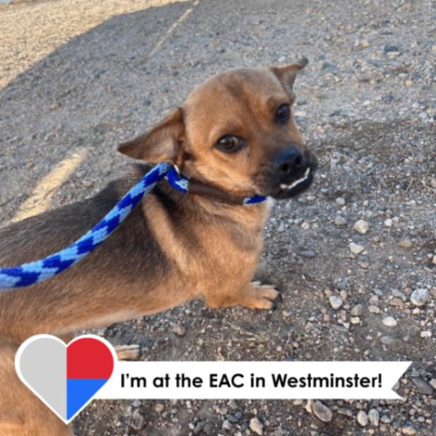 Bufanda, Adoptable, Adult Female Chihuahua & Mixed Breed.