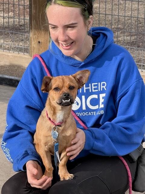 Enlarge Bufanda, a Adoptable mixed breed in Westminster, CO image 5/6