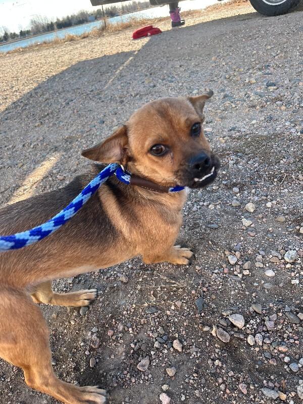 Enlarge Bufanda, a Adoptable mixed breed in Westminster, CO image 6/6