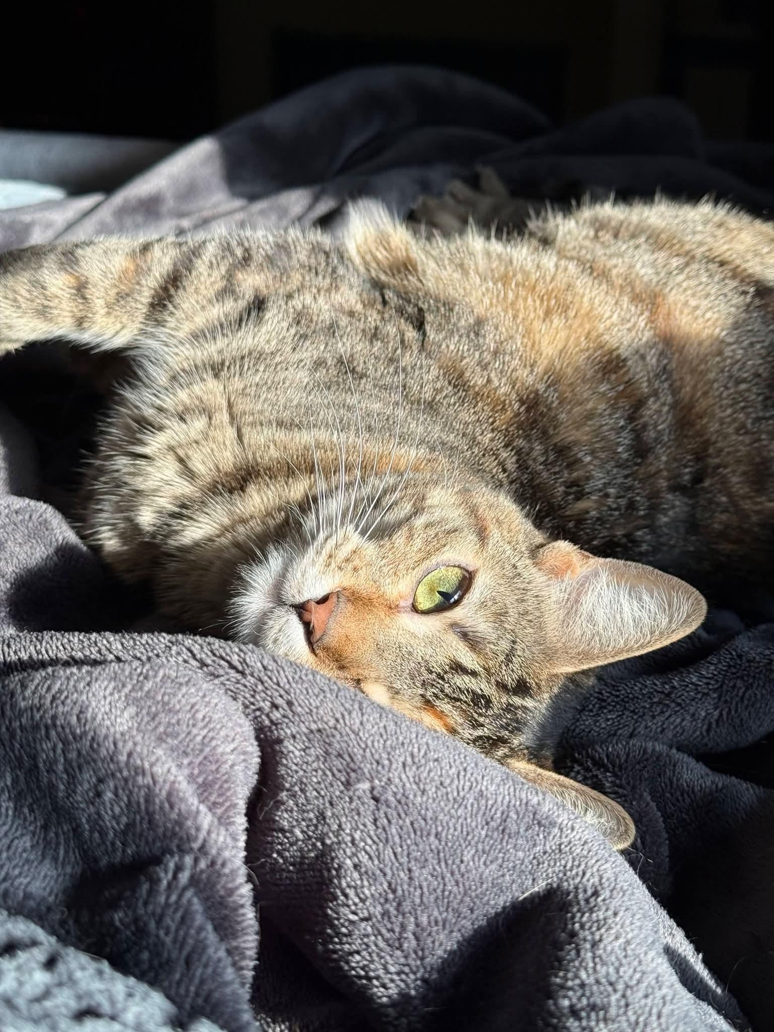 Enlarge Millie RA, a Adoptable Domestic Short Hair in Schertz, TX image 2/2
