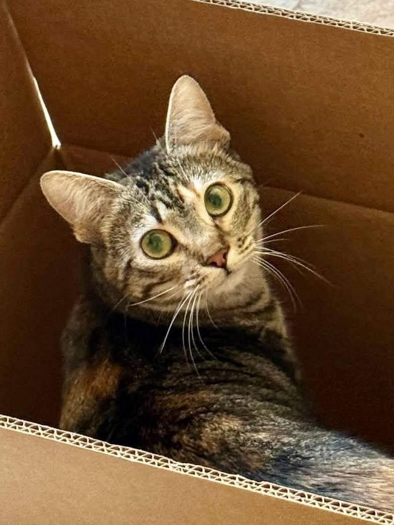 Millie RA, Adoptable, Young Female Domestic Short Hair.
