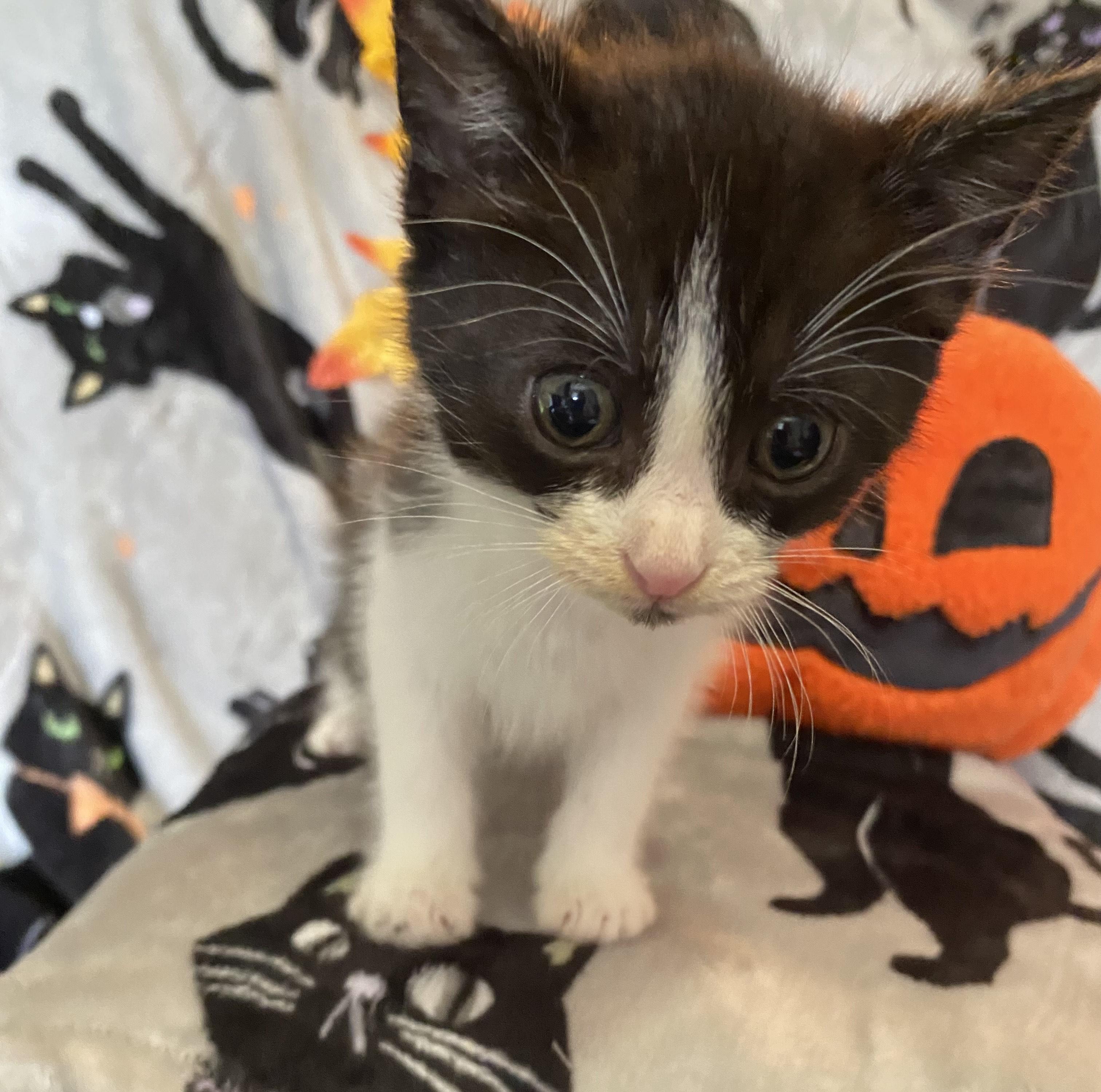 Enlarge Iris, a Adopted mixed breed in Cabot, AR image 2/2