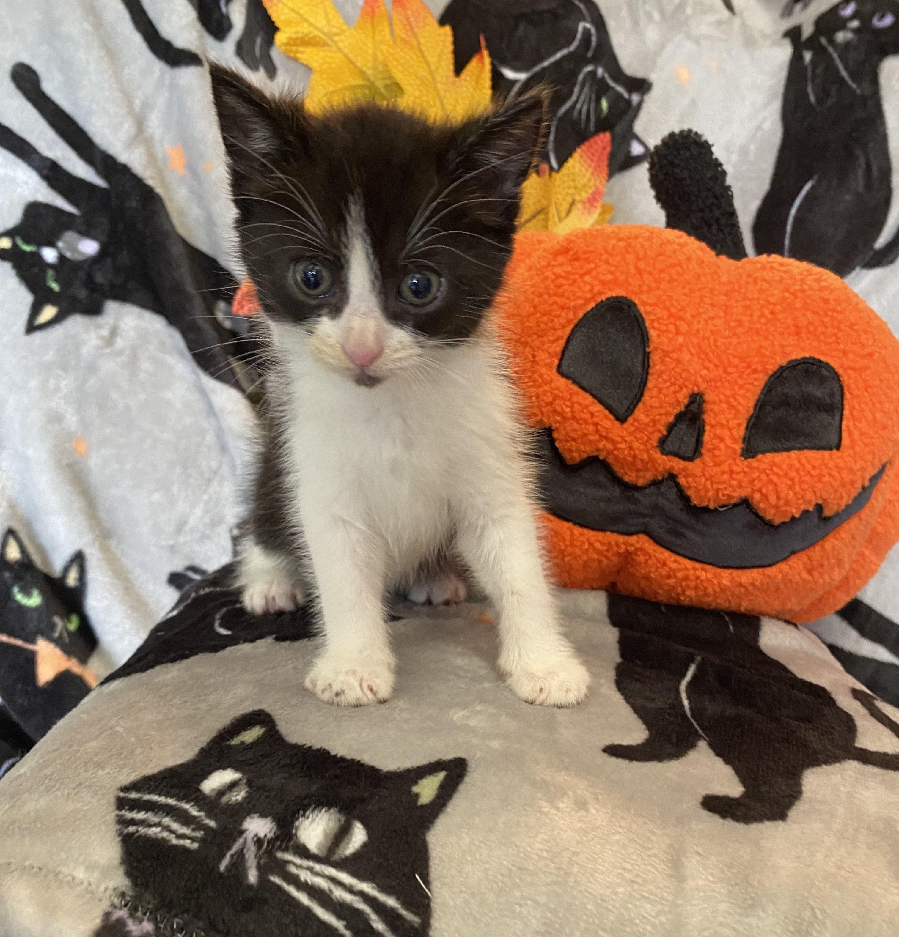 Iris, Adopted, Kitten Female Tuxedo.