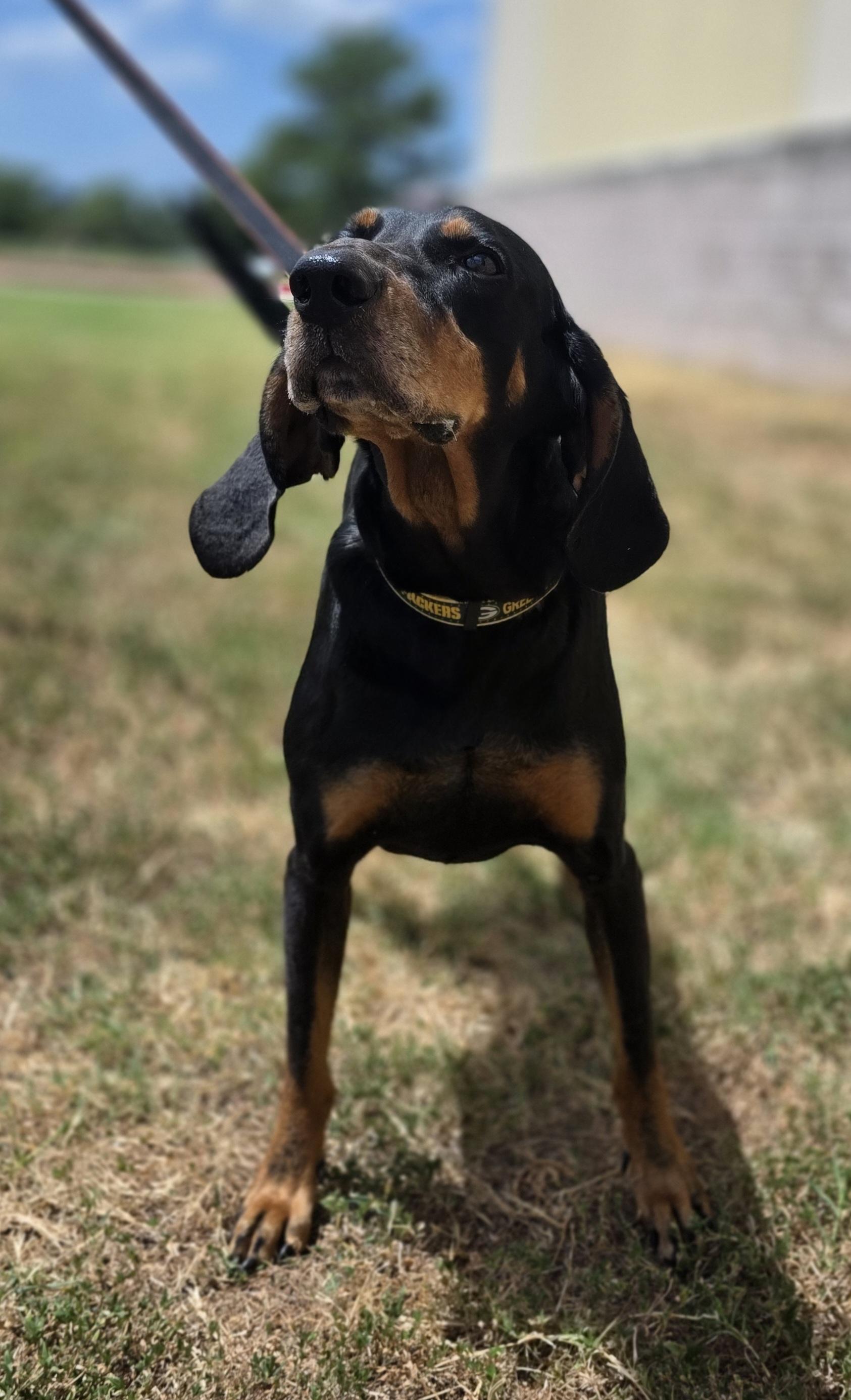 Enlarge Lincoln, a Adoptable Coonhound in Longview, TX image 4/6