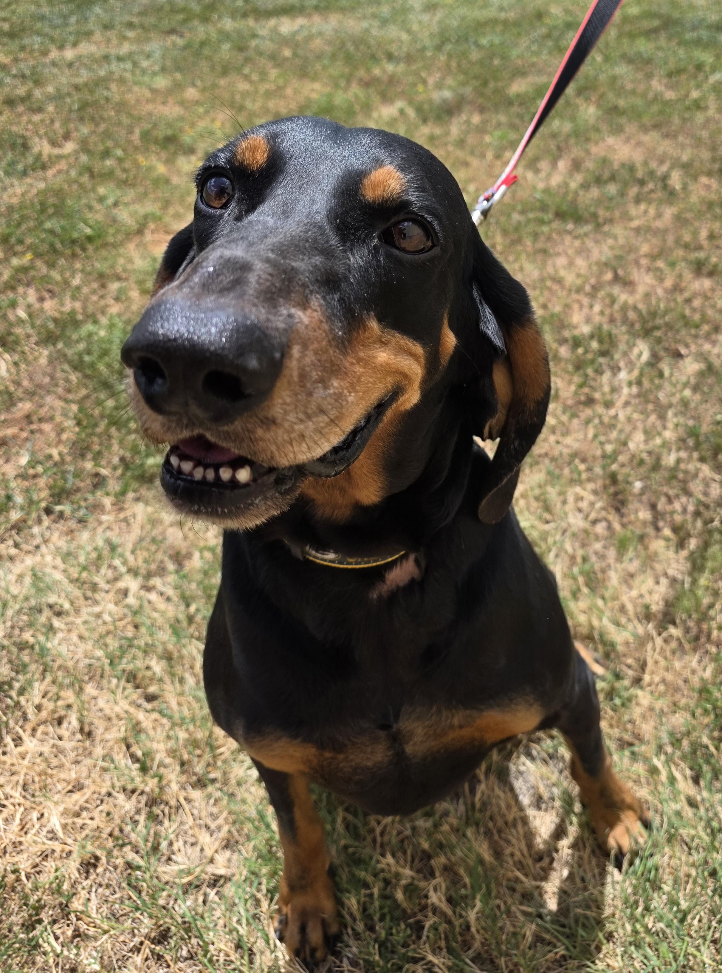 Enlarge Lincoln, a Adoptable Coonhound in Longview, TX image 5/6