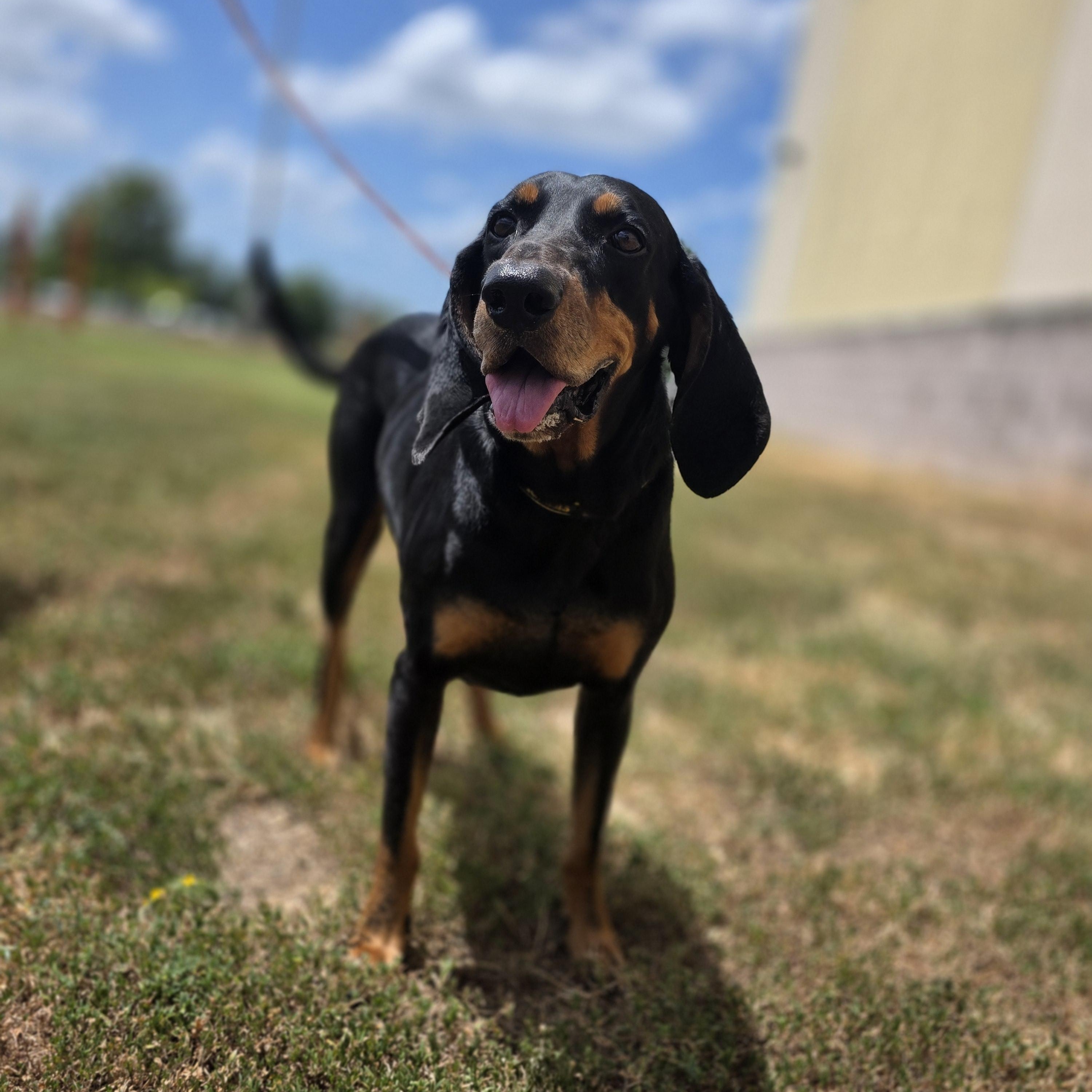 Enlarge Lincoln, a Adoptable Coonhound in Longview, TX image 3/6