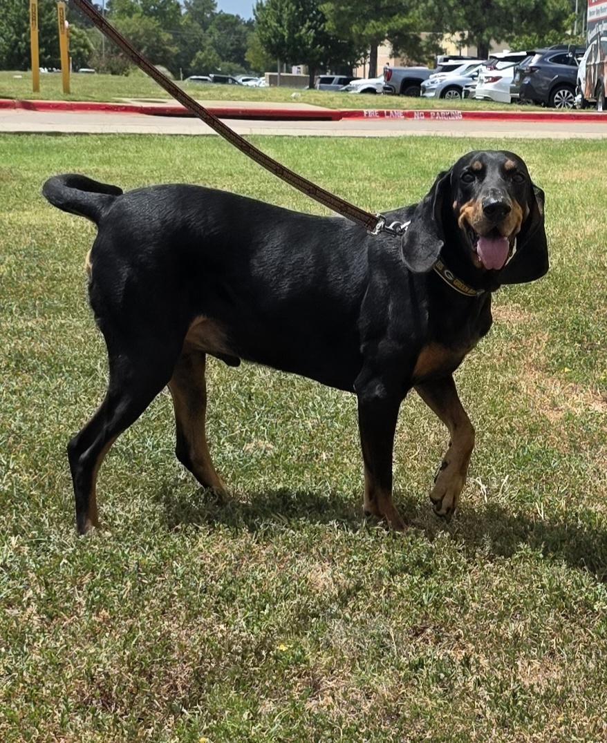 Enlarge Lincoln, a Adoptable Coonhound in Longview, TX image 2/6