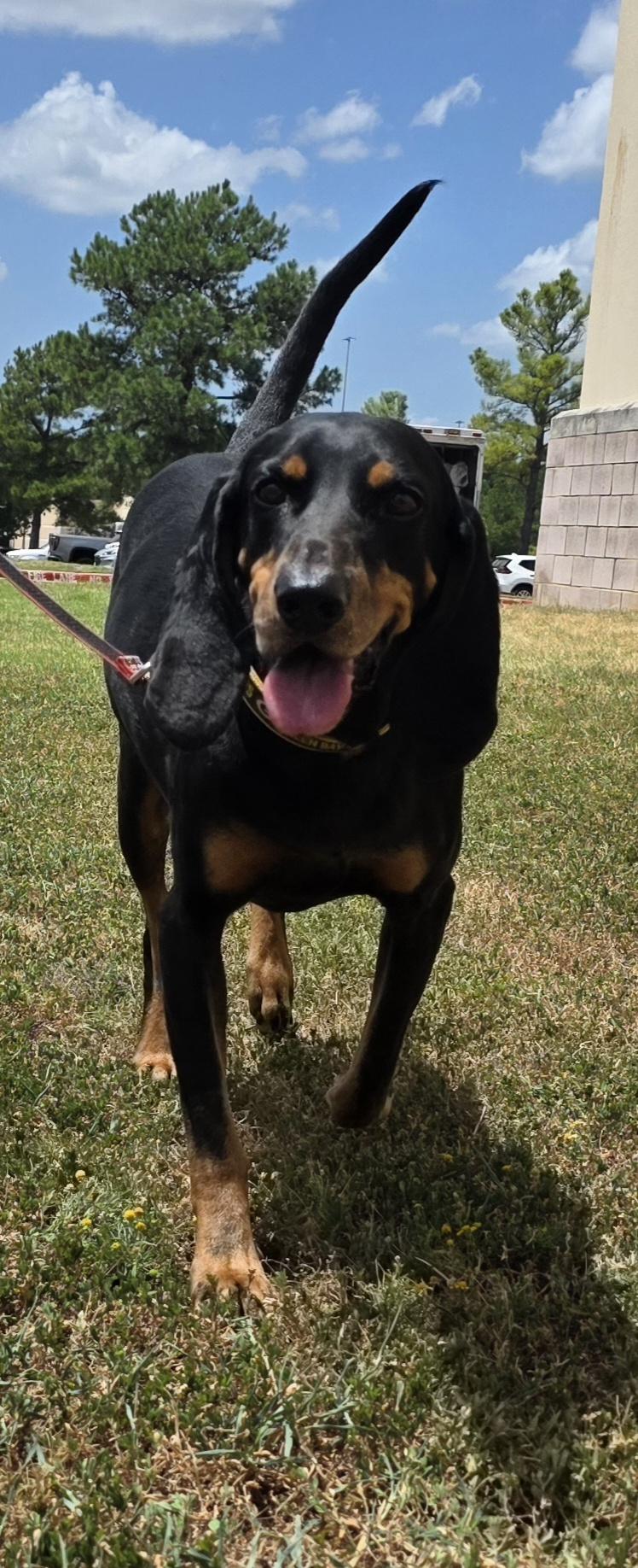 Lincoln, Adoptable, Adult Male Coonhound.
