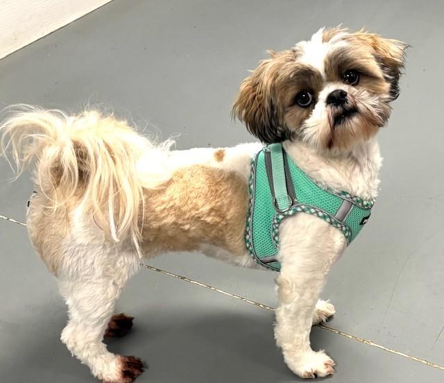 Punch Monkey, adopted, Young Male Shih Tzu.