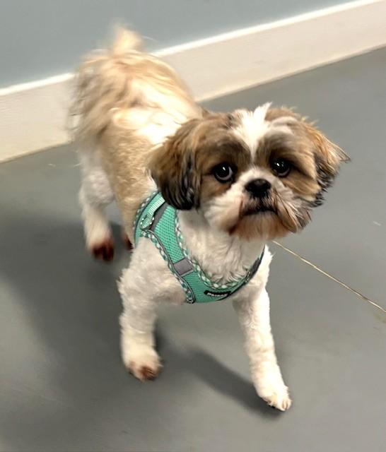 Enlarge Punch Monkey, an adopted Shih Tzu in Hawk Point, MO image 4/4