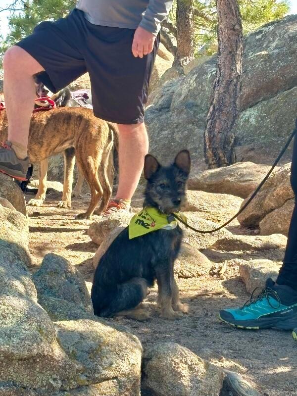 Enlarge Kebab, a Adoptable mixed breed in Boulder, CO image 1/4