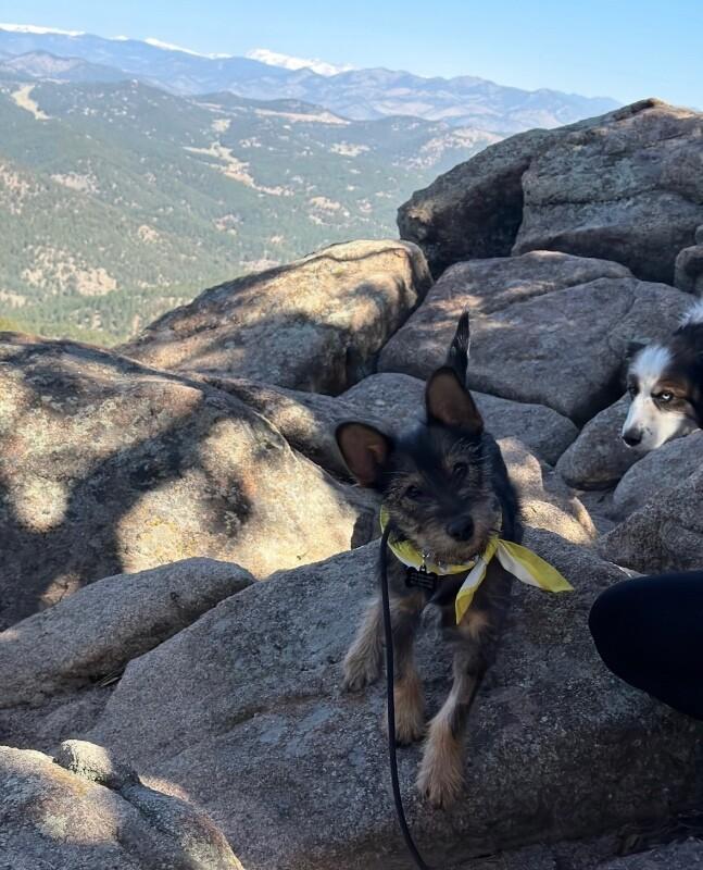 Enlarge Kebab, a Adoptable mixed breed in Boulder, CO image 2/4