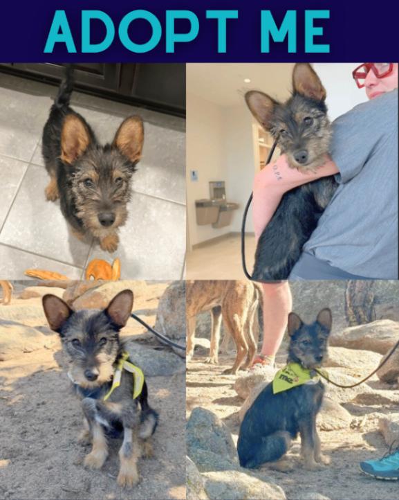 Enlarge Kebab, a Adoptable mixed breed in Boulder, CO image 3/4