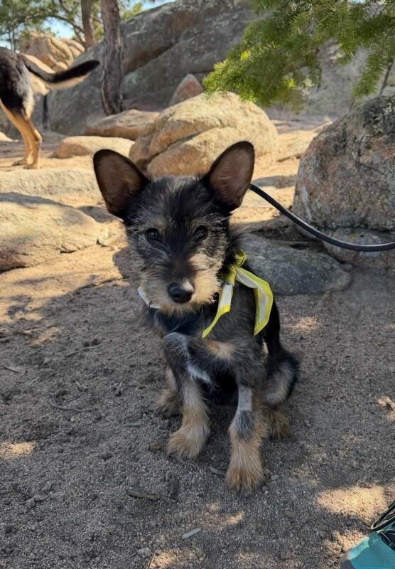 Enlarge Kebab, a Adoptable mixed breed in Boulder, CO image 4/4
