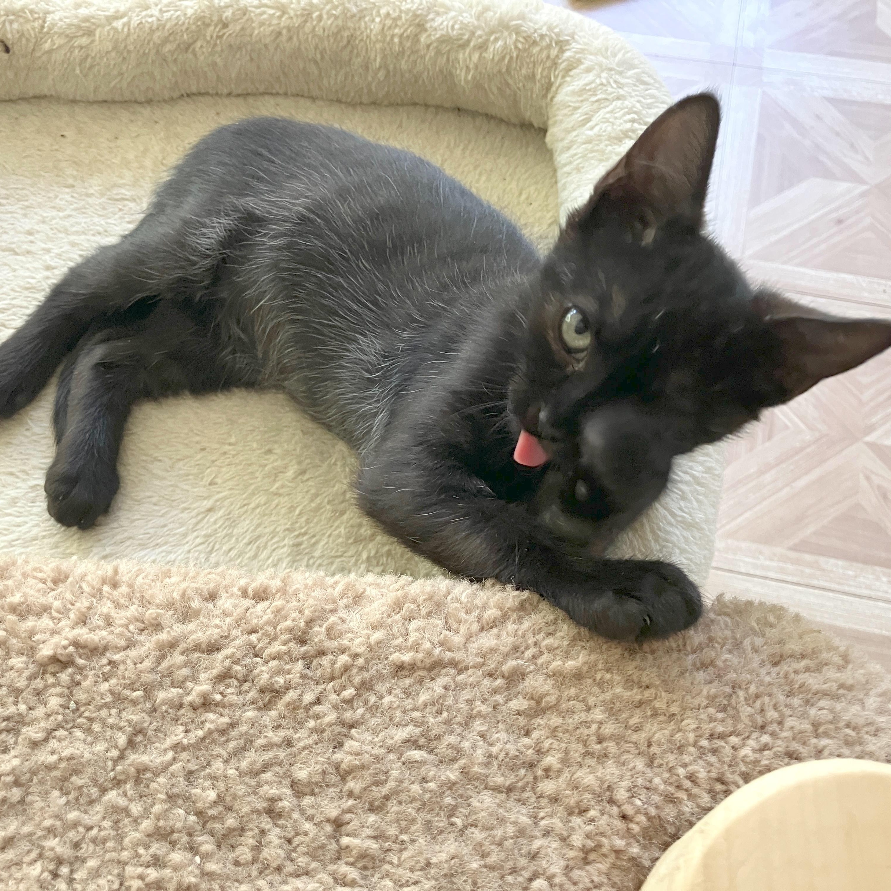 Enlarge Peter (School Kits), a Adopted Domestic Short Hair in Bordentown, NJ image 4/4