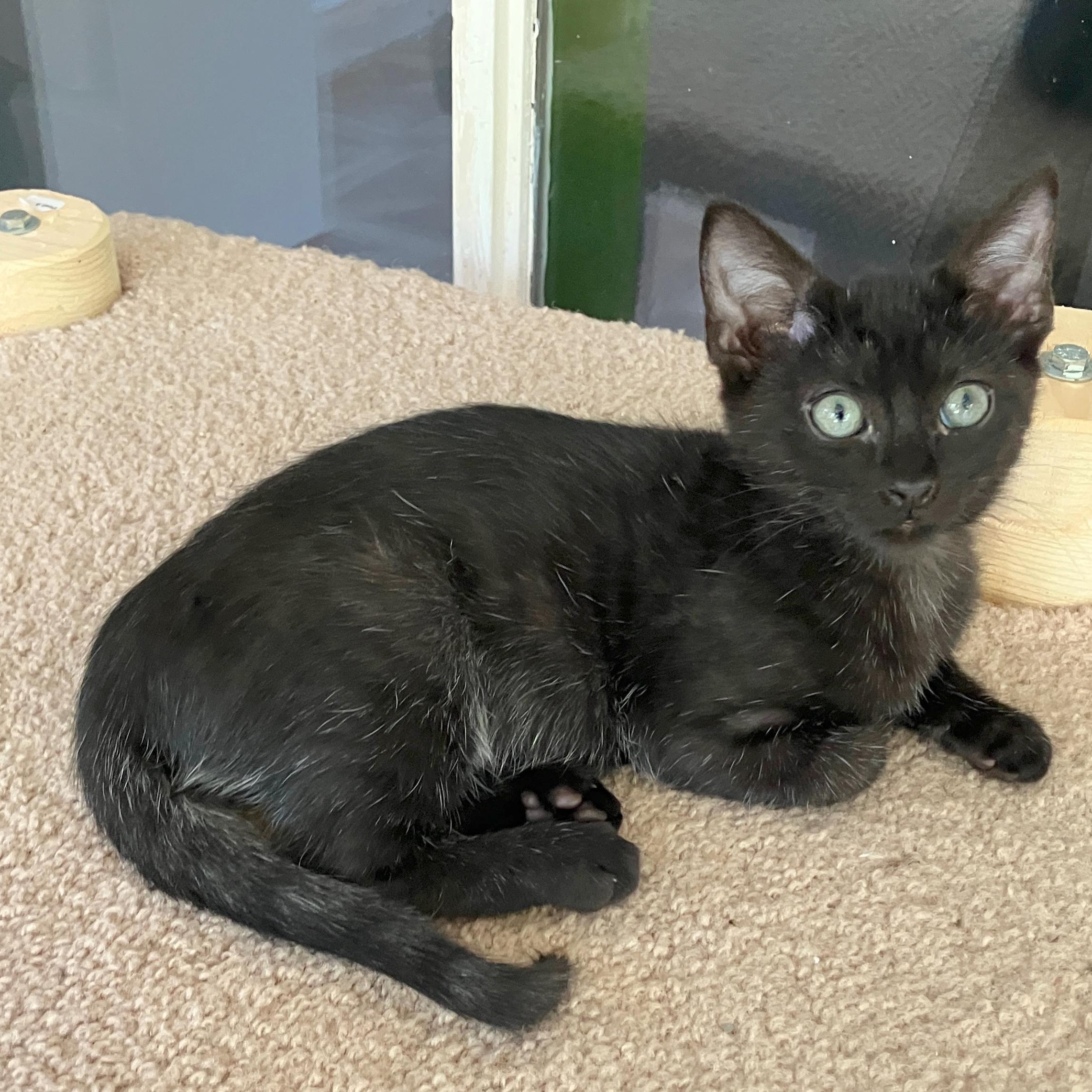 Enlarge Peter (School Kits), a Adopted Domestic Short Hair in Bordentown, NJ image 3/4