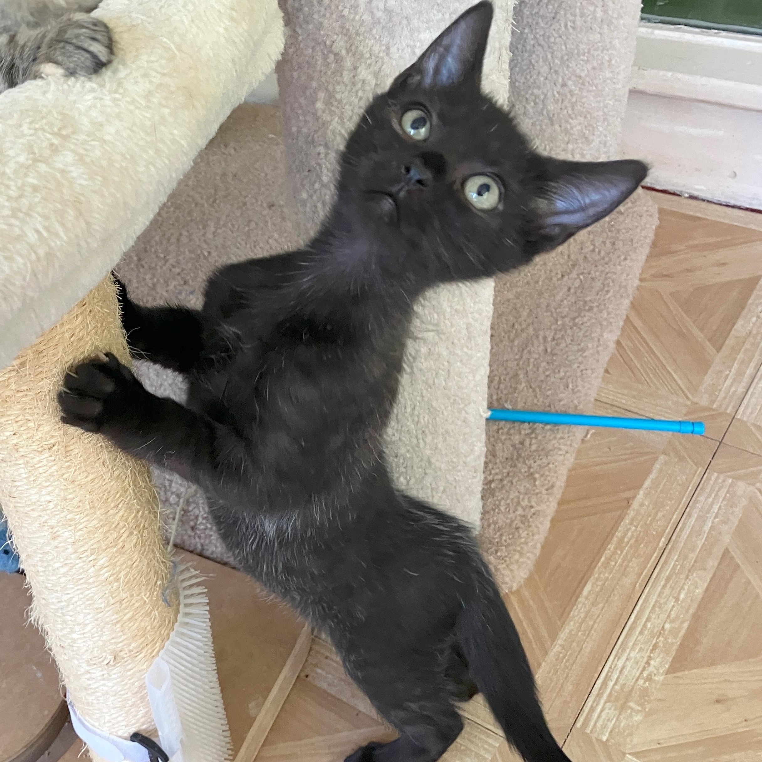 Enlarge Peter (School Kits), a Adopted Domestic Short Hair in Bordentown, NJ image 1/4