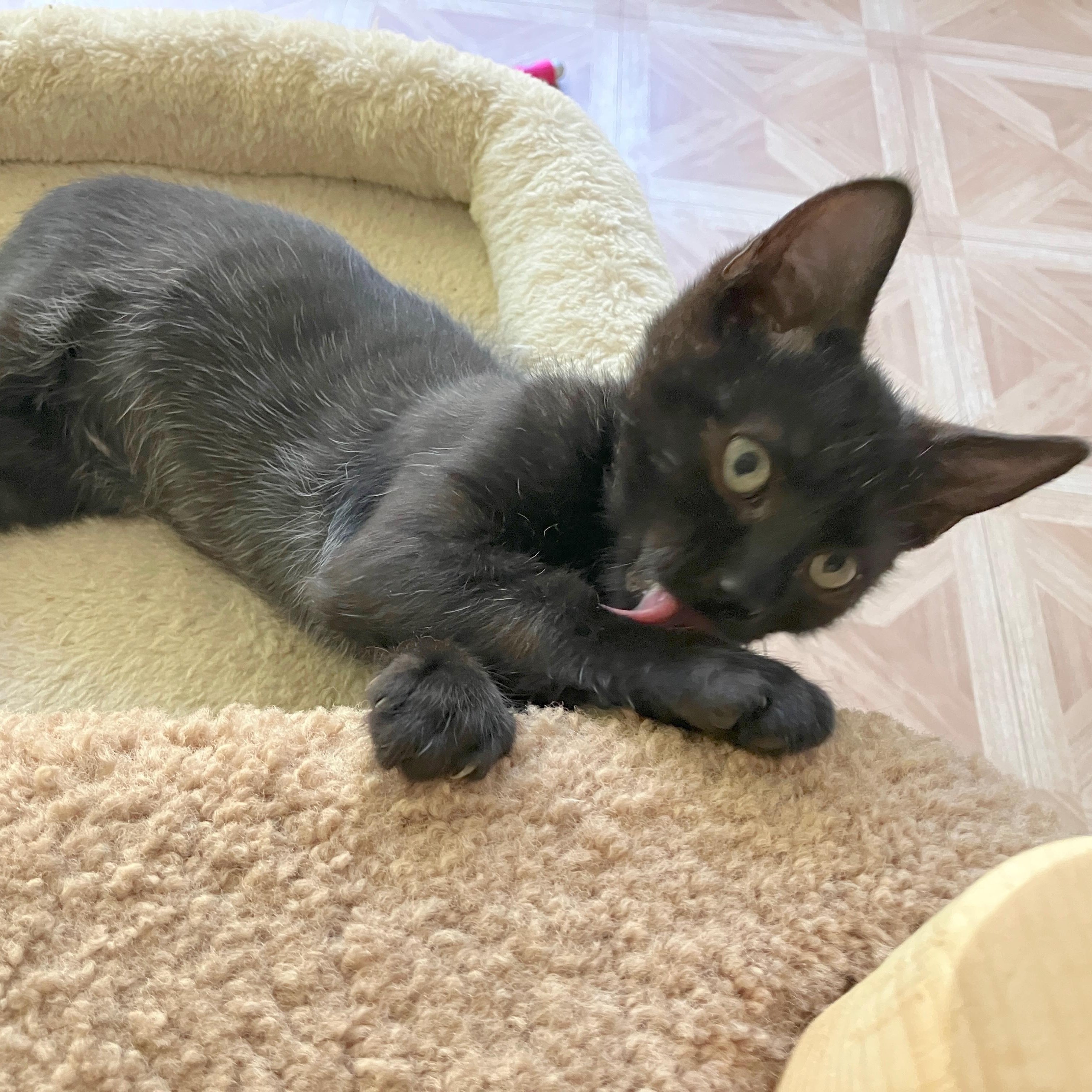 Enlarge Peter (School Kits), a Adopted Domestic Short Hair in Bordentown, NJ image 2/4