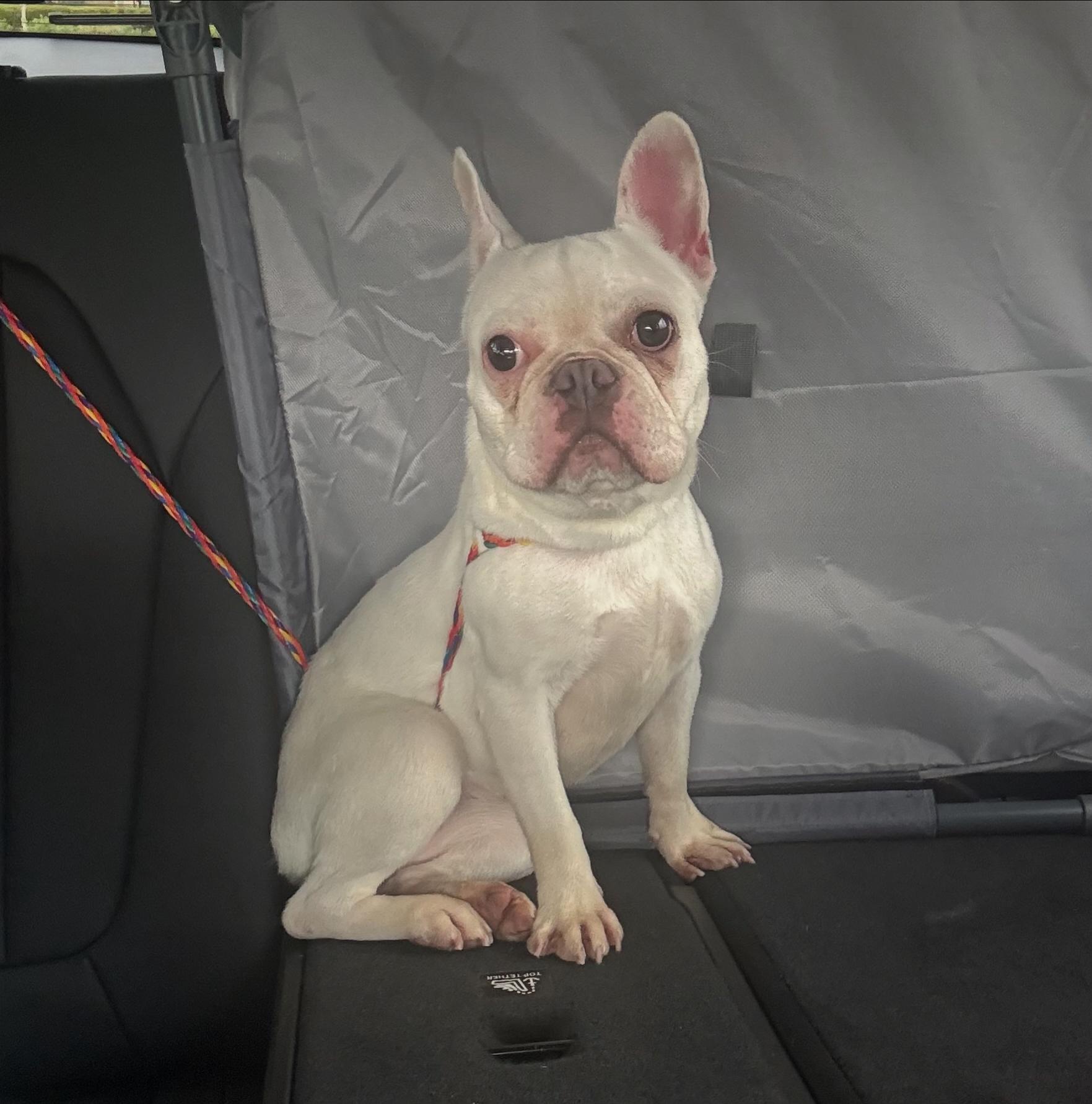 Cinderella, Adoptable, Young Female French Bulldog.