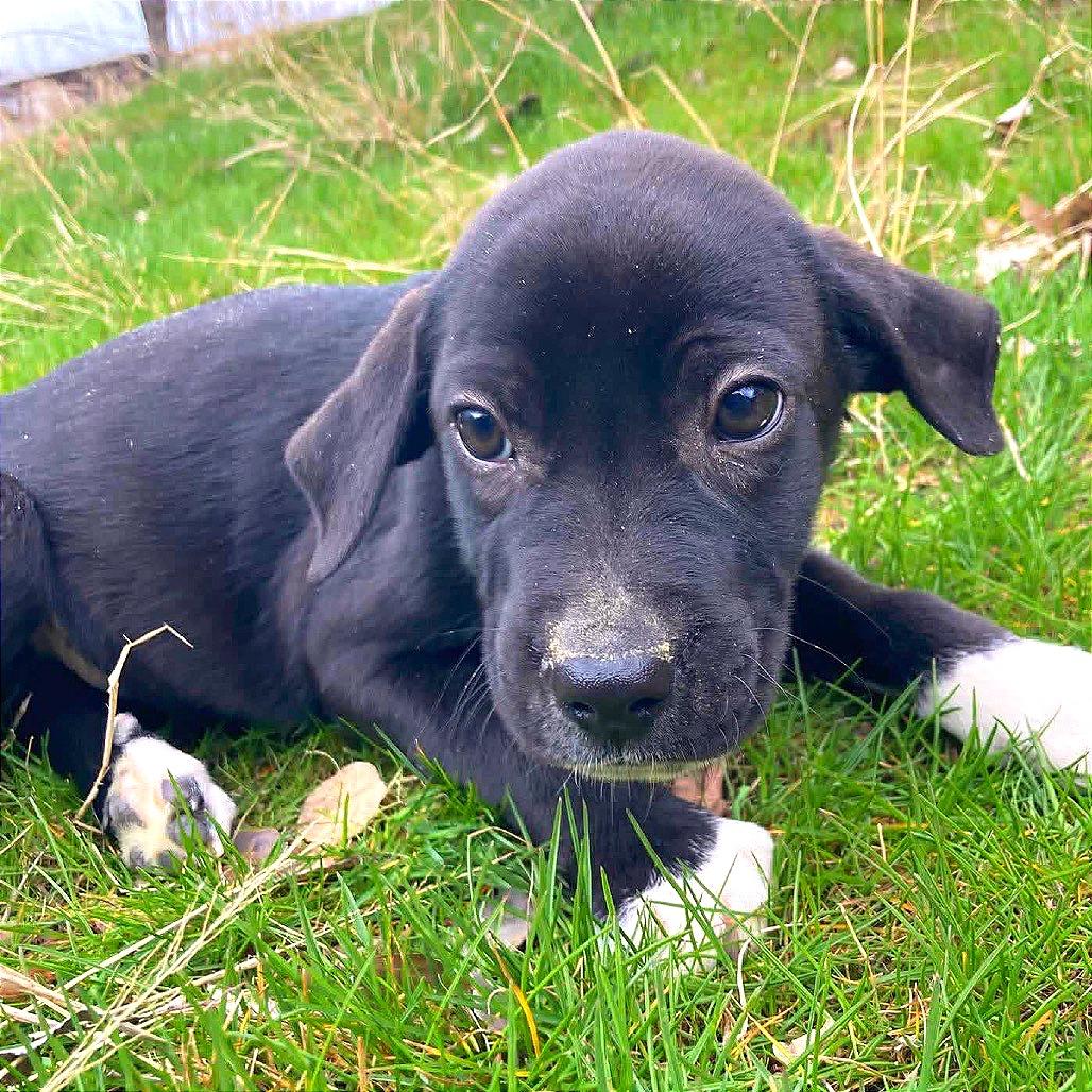 Blaze, Adoptable, Puppy Male German Shorthaired Pointer & Dalmatian.