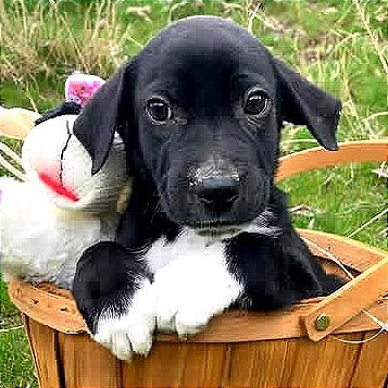 Enlarge Blaze, a Adoptable mixed breed in TONASKET, WA image 2/2