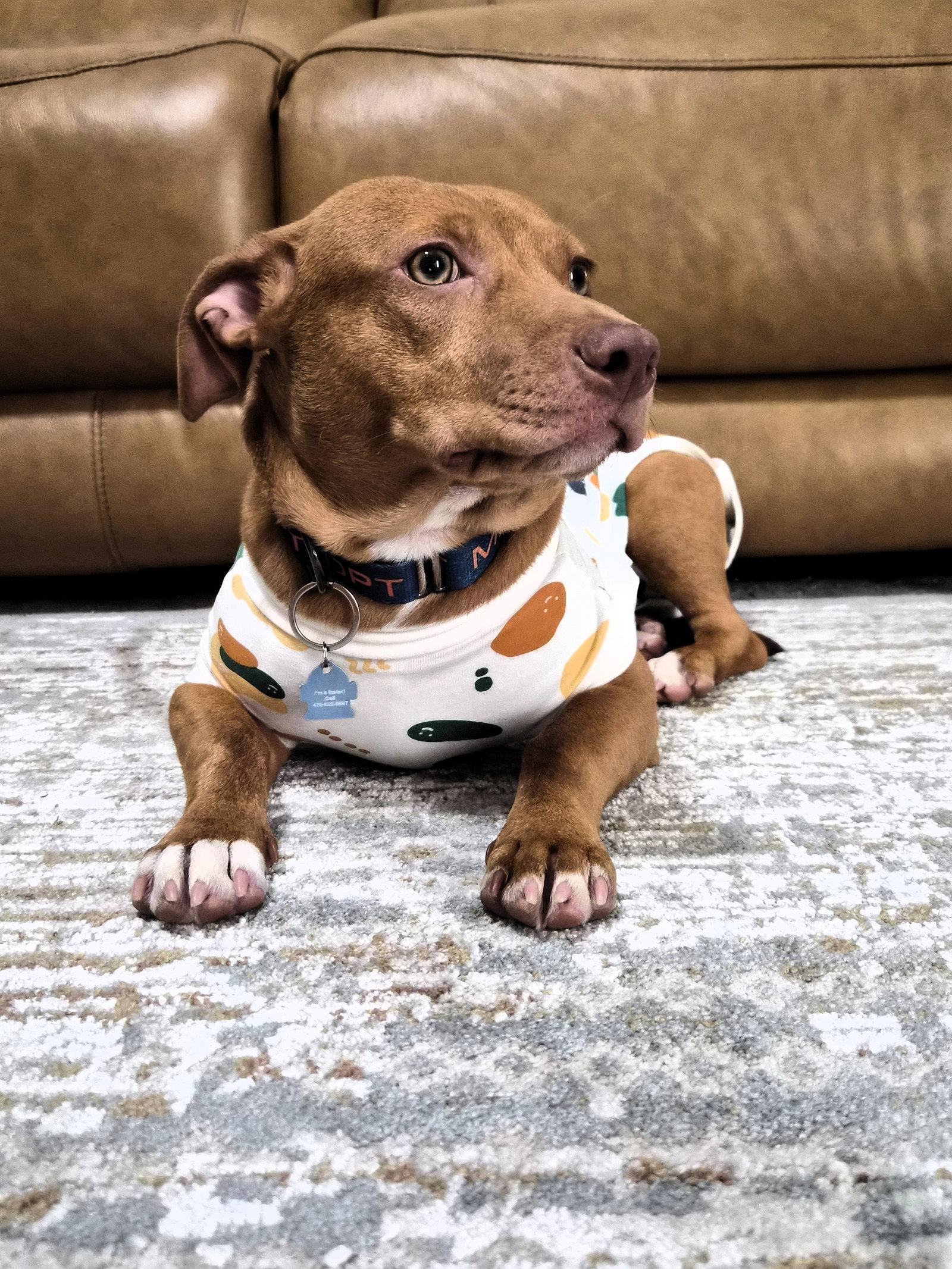 Enlarge Benji, a Adopted mixed breed in Auburn, GA image 1/3
