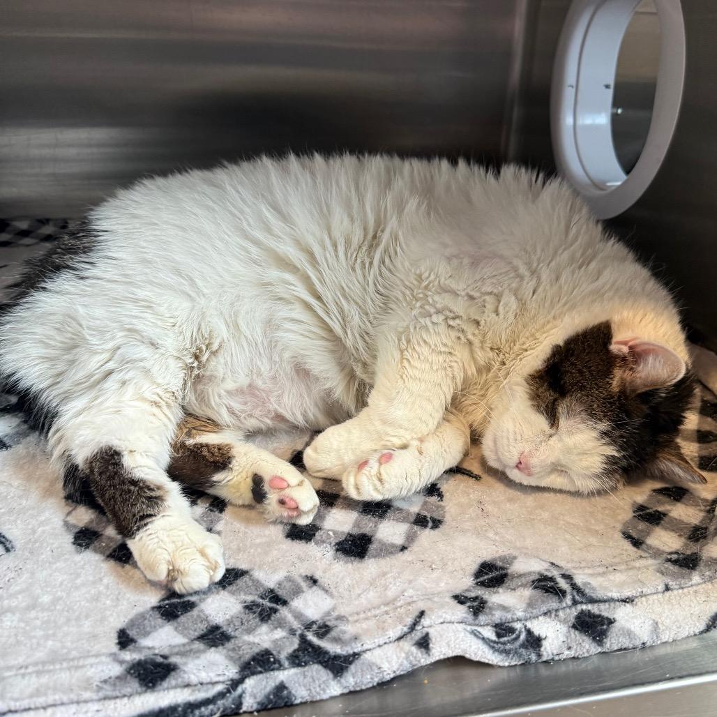 Enlarge Gizmo, a Adoptable Domestic Medium Hair in Cedaredge, CO image 1/1