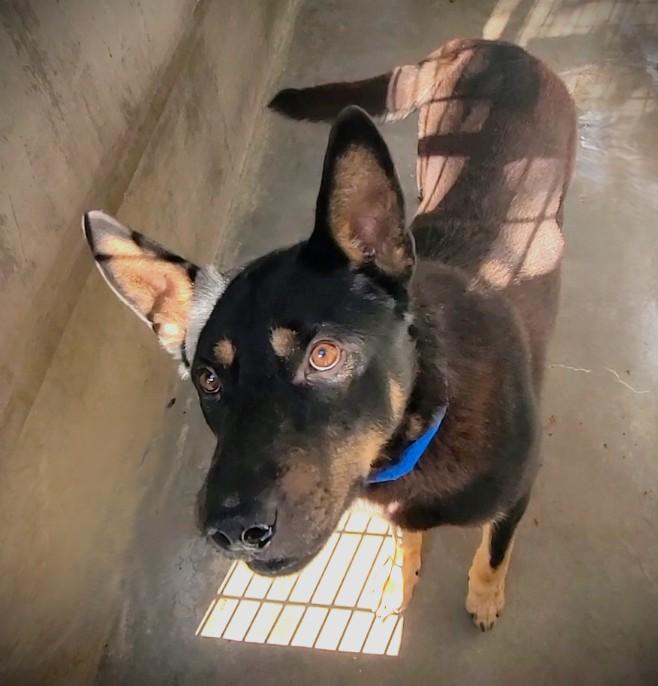 DRAKEO, Adoptable, Adult Male German Shepherd Dog & Rottweiler.