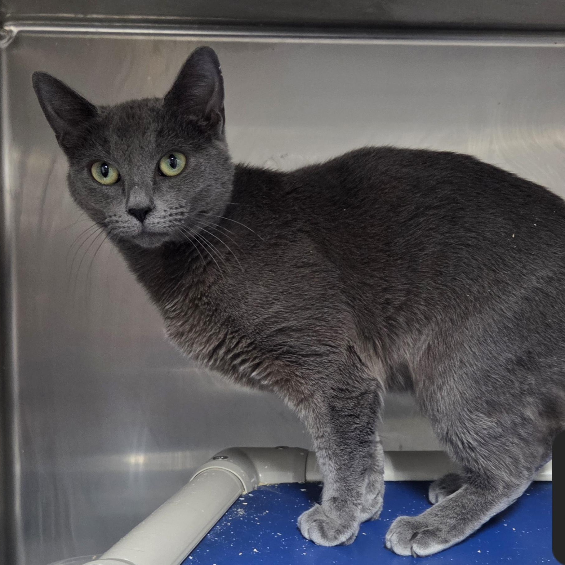 Stitch, ADOPTABLE, Adult Female Domestic Short Hair.